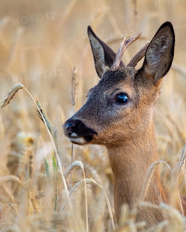 A roe deer (Capreolus capreolus) in a cereal field during the leaf-growing season, Vechta, Lower Saxony, Germany