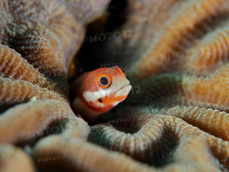 A small, colourful spotted pine slugfish (Acanthemblemaria rivasi) peeks out from a wavy coral, Coral Garden dive site, Puerto Viejo de Talamanca, Limón, Costa Rica, Caribbean, Atlantic Ocean