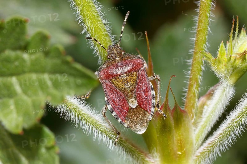 Hairy shieldbug (Dolycoris baccarum) climbing on green plant stems in Sussex, UK