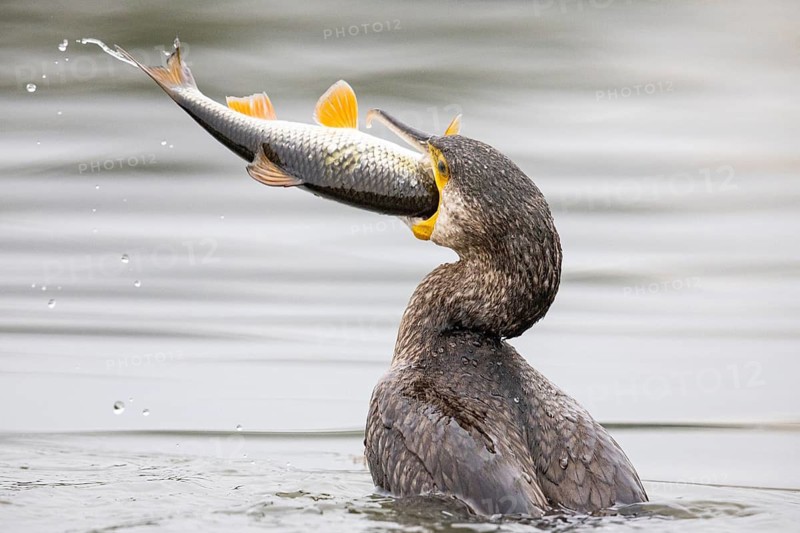 Great Cormorant (Phalocrocorax carbo) Germany