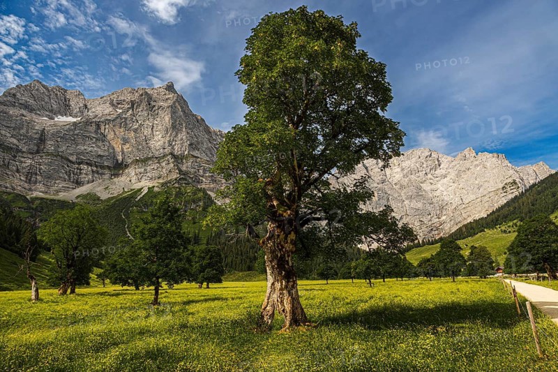Large maple soil in the Karwendel nature park Park in Rißtal, Hinterriß, Tyrol, Austria