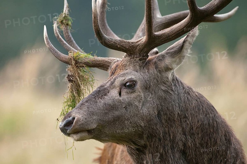Artiodactyla, Cervus Elaphus, even-toed ungulate, cloven-hoofed, red deer, red deer, rotting, deer, mammals, mammals