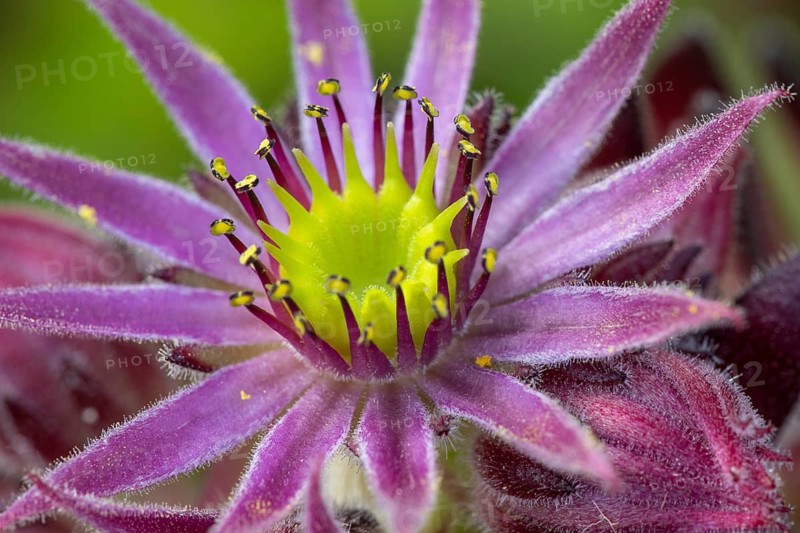 Mountain houseleek (Sempervivum montanum), Heiligenblut, Carinthia, Austria