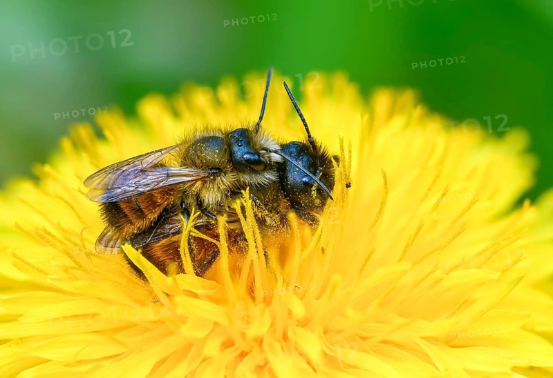 Apidae, bees, horned mason bee, hymenoptera, mason bee, osmia cornuta, insects, copula, mating