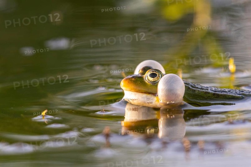 Pool frog (Pelophylax esculentus), Dümmer, Lembruch, Lower Saxony, Germany