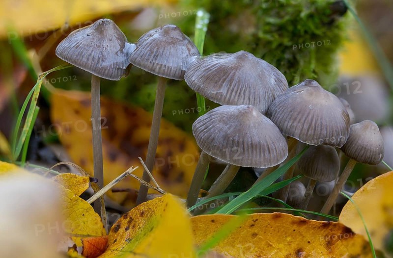 Mycena tintinnabulum, winter bonnet, winter helmet, fungi, fungi, mushrooms