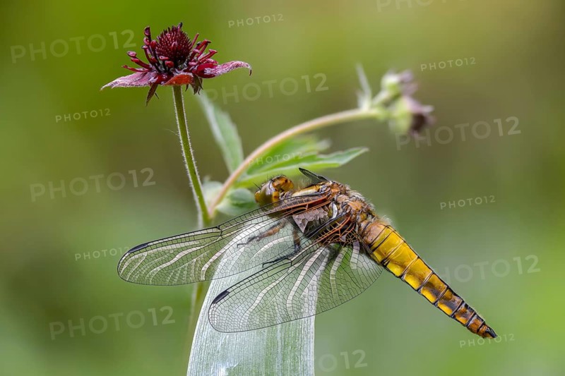 Broad-bodied chaser, Libellula depressa, flatbelly, anisoptera, dragonflies, freshly hatched, insects, dragonflies, odonata, hatching, hatching