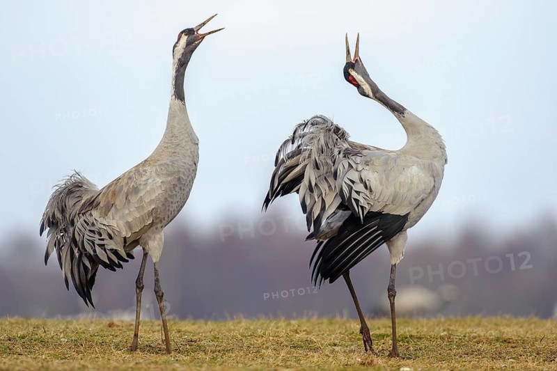 A crane (Grus grus) during courtship, display behaviour, Fågelsjö, Gävleborg County, Sweden