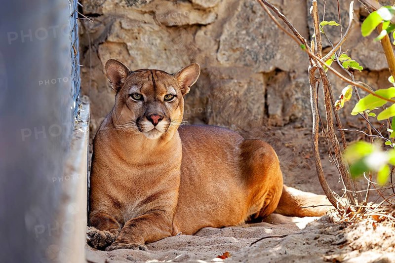 A big cat rests on the sand in front of a stone wall in its natural habitat, a mountain lion, also known as a Cougar, in an enclosure in Petrolina, Brazil (Cougar concolor)