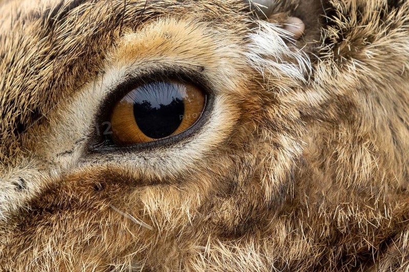 European brown hare (Lepus europaeus) adult animal close up of its eye, England, United Kingdom