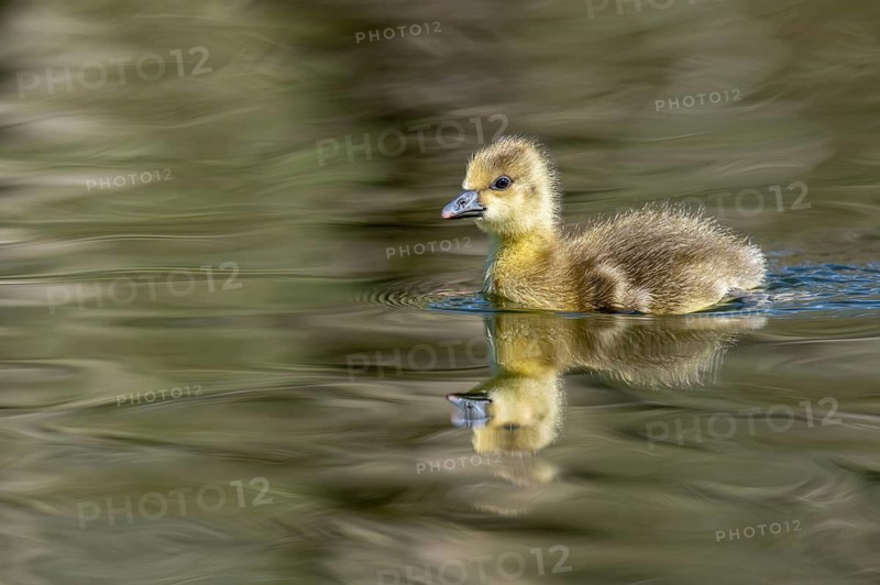 A grey goose (Anser anser) gosling, Hanover, Lower Saxony, Germany