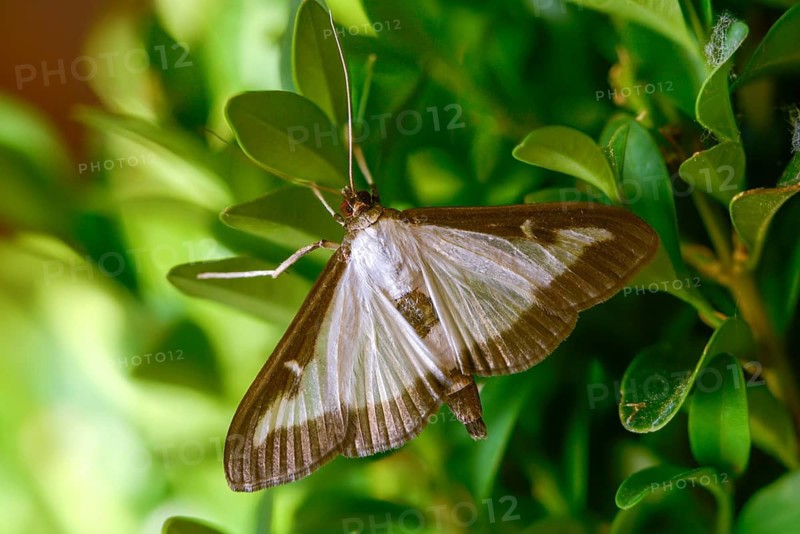 Box tree moth, boxwood moth, boxwood moth, cydalima perspectalis, moth, insects, moths, butterflies