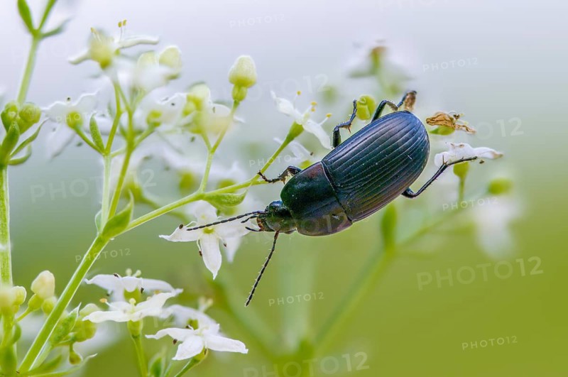 Carabidae, egg-shaped roadstrider, matte black street beetle, oodes helopioides, beetles, coleoptera, insects, beetles, ground beetles