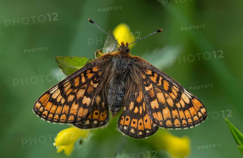 Bite-check moth, abbise-tick-moth, euphydryas aurinia, eurodryas aurinia, golden tick-moth, marsh fritillary, melitaea aurinia, scabiotic cheekmoth, butterfly, insects, butterfly, butterflies