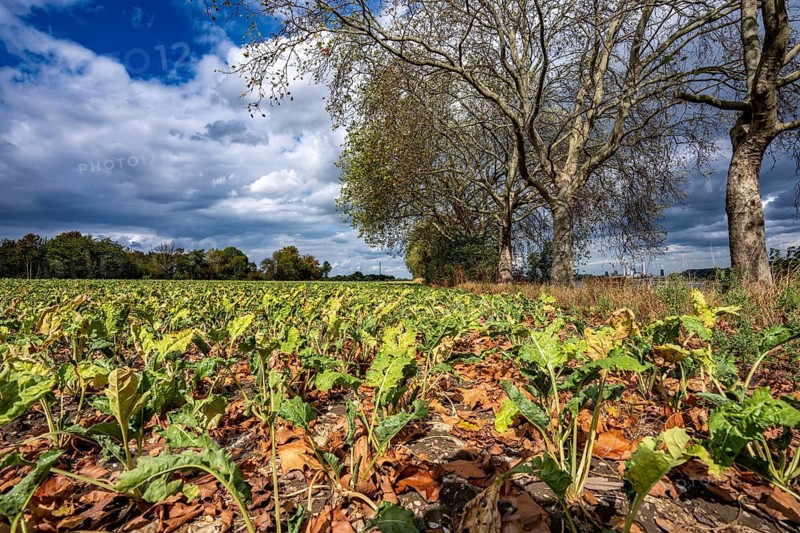 Sugar beet field, the plants are quite stunted, much too small and partly dried up, wilted leaves lie between the plants, from the adjacent plane trees, which have already lost a large part of their leaves in mid-August due to the long drought and high temperatures in summer, Duisburg-Bärl, North Rhine-Westphalia, Germany
