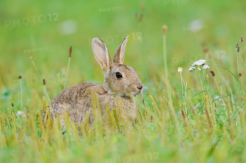 A wild rabbit (Oryctolagus cuniculus) sitting in a meadow, North Rhine-Westphalia, Germany