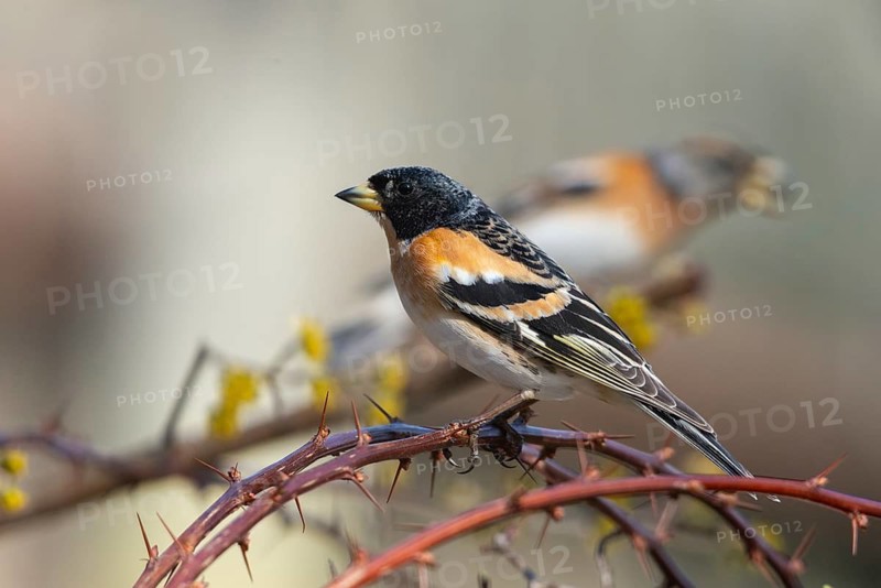 Mountain finch, brambling, fringilla montifringilla, birds, passeri, songbirds, birds