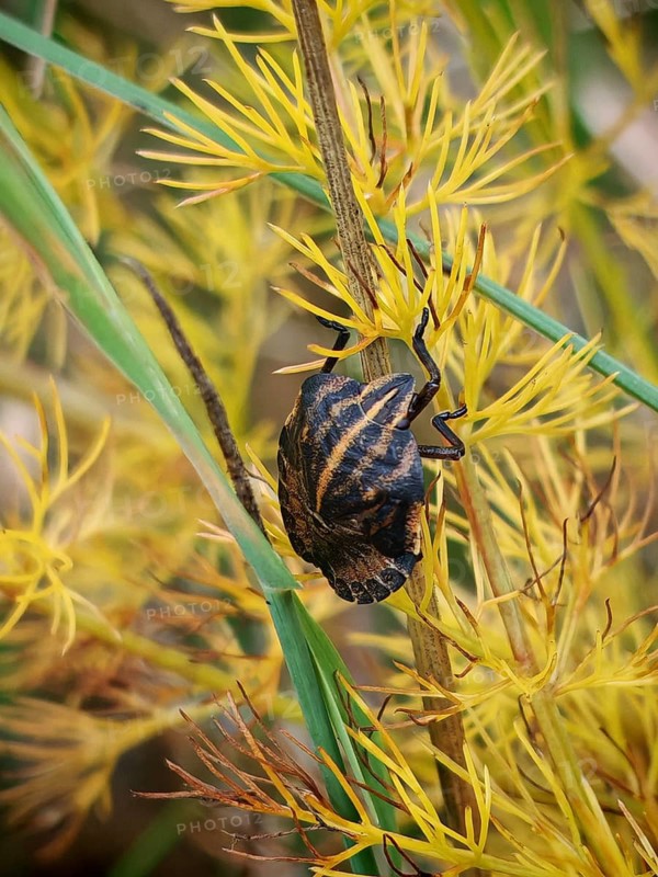 A vividly patterned larva, the nymph of a striped bug (Graphosoma italicum), climbs on a yellow flowering plant, Kronach, Frankenwald nature park Park, Upper Franconia