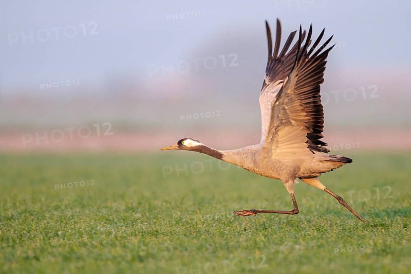Cranes on the autumn migration, Goldenstedt, Lower Saxony, Germany