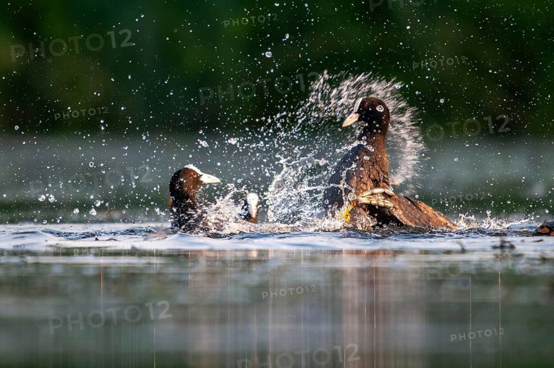 Eurasian Coot Coot, Fulica Atra, Battle, Birds, Coot, Coot, Fight, Gruiformes, Fight, Crane Birds, Rails, Rallidae, Strike, Birds, Waterbirds, Waterbirds