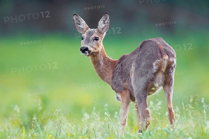 Animals, Sugetiere, Fawn, Roe Deer, Capreolus capreolus