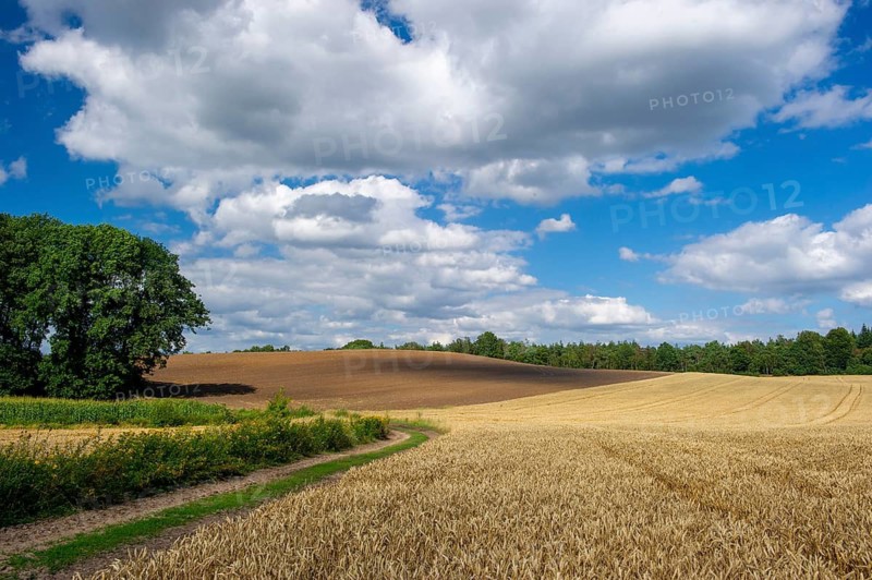 Summer countryside in the Schemder Bergmark, Damme, Lower Saxony, Germany
