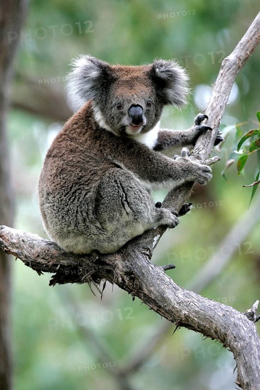Otway National Park, Australia, koala bear, koala, animals, mammals, (Phascolarctos cinereus), Otway NP, Australia