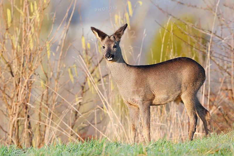 European roe deer (Capreolus capreolus), fawn in winter, Lower Saxony, Germany