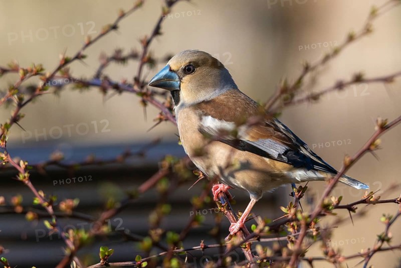 Coccothraustes Coccothraustes, Hawfinch, Heartbiters, Birds, Passeri, Songbirds, Birds