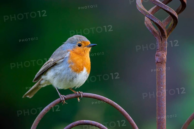 Robin (Erithacus rubecula), Vechta, Lower Saxony, Germany
