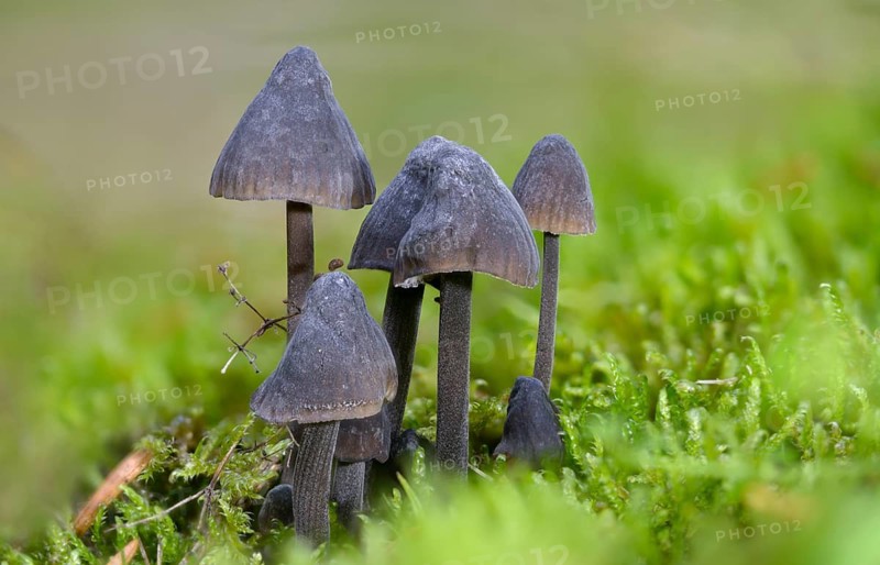 Helmet, Milk-Drop Mycena, Mycena Galopus var. Nigra, Mycena Leucogala, White-Milking Helmet var., White-Milking Black-Helmet, Fungus, Milking Bonnet, Milky Mycena, Mushrooms