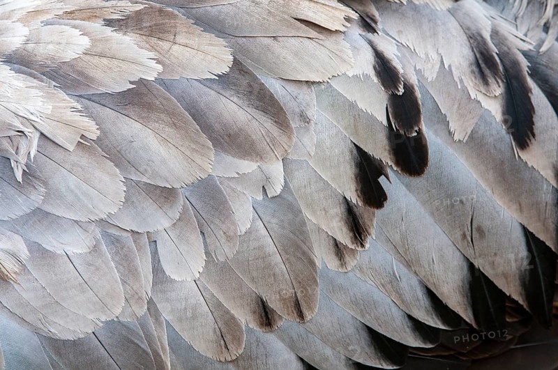 Crane (Grus grus), plumage, feathers, Fågelsjö, Gävleborg County, Sweden