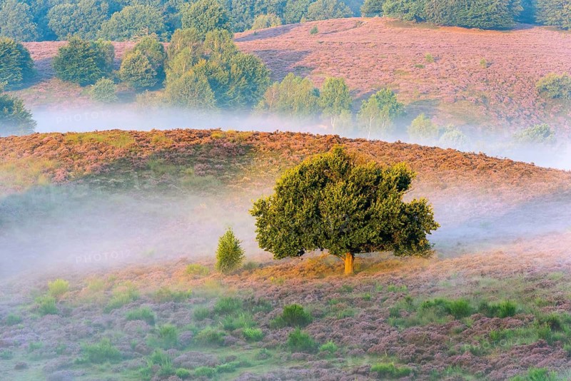 Heather (Calluna vulgaris) in the Veluwezoom National Park, De Hooge Veluwe, Arnhem, Netherlands