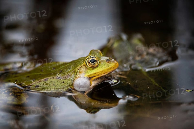Edible Frog, Pelophylax Esculentus, Pelophylax Kl. Esculentus, Rana Kl. Esculenta, Pond Frog, Amphibian, Frog, Frog, Amphibian