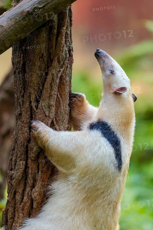 A southern tamandua (Tamandua tetradactyla), climbs up a tree in a forest. South America from Venezuela to northern Argentina, southern Brazil, Trinidad, Uruguay