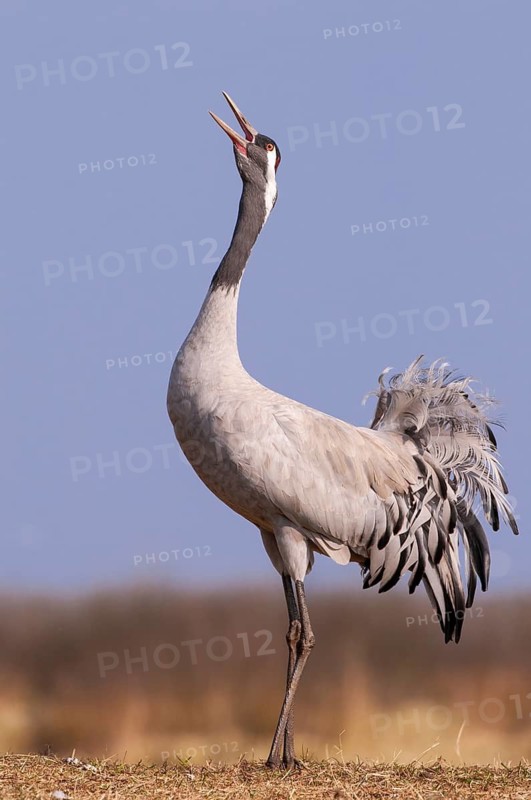 A crane (Grus grus) during courtship, display behaviour, Fågelsjö, Gävleborg County, Sweden