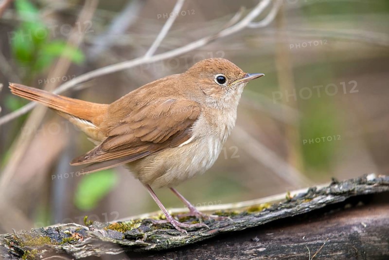 Luscinia megarhynchos, nightingale, birds, passeri, songbirds, songbirds, birds