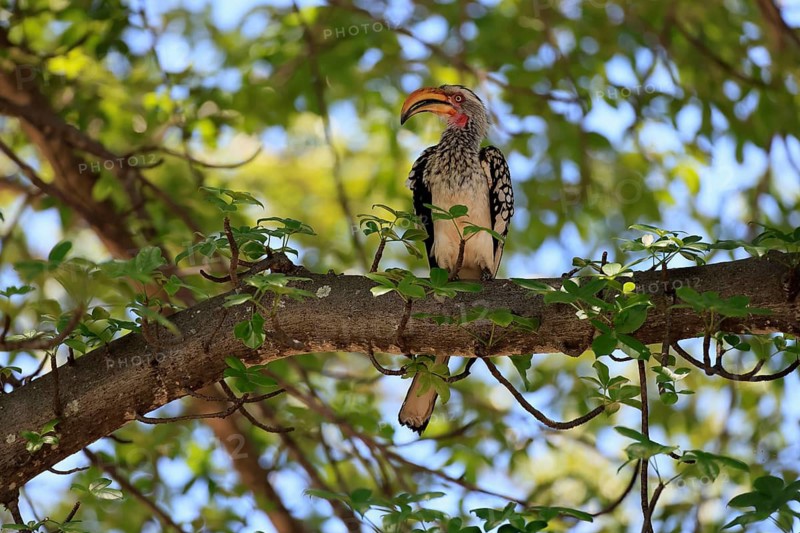 Red-ringed Hornbill (Tockus leucomelas), Southern Yellow-billed Hornbill, adult, perched on a tree, Kruger National Park, South Africa
