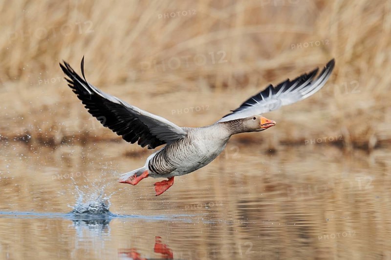 Greylag goose (Anser anser), flying, North Rhine-Westphalia, Germany