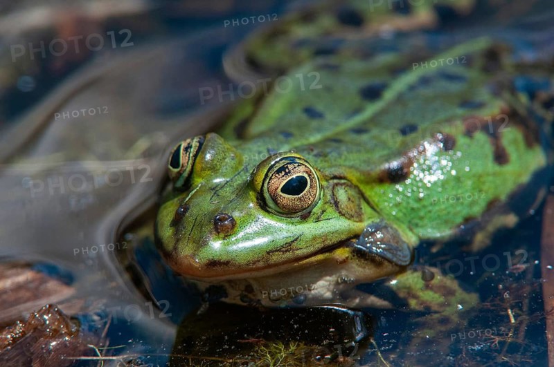 Marsh Frog, Pelophylax Ridibunda, Pelophylax Ridibundus, Rana Ridibunda, Sea Frog, Amphibian, Frog, Frog, Amphibian