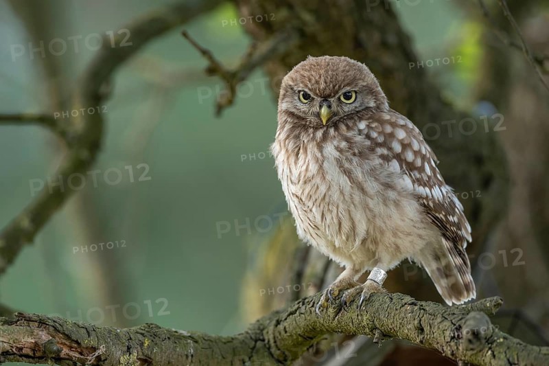 Little Owl (Athene noctua), Goldenstedt, Lower Saxony, Germany