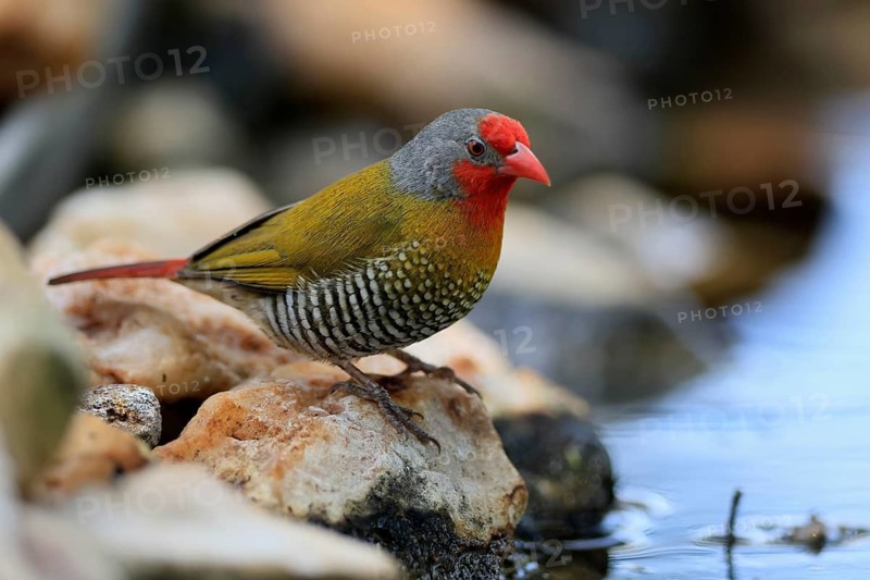 Melba's Bunting (Pytilia melba), adult male, by the water, Kruger National Park, South Africa