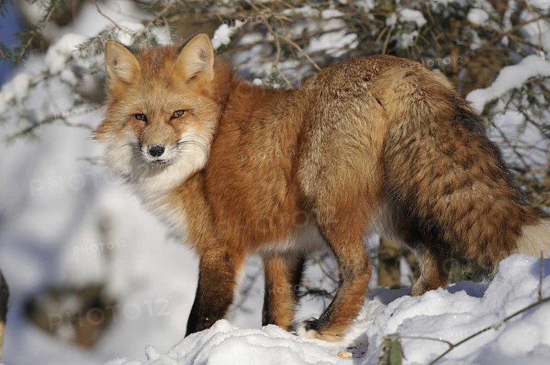 Red fox looking for food in the snow, Sauerland North Rhine-Westphalia, January 2009