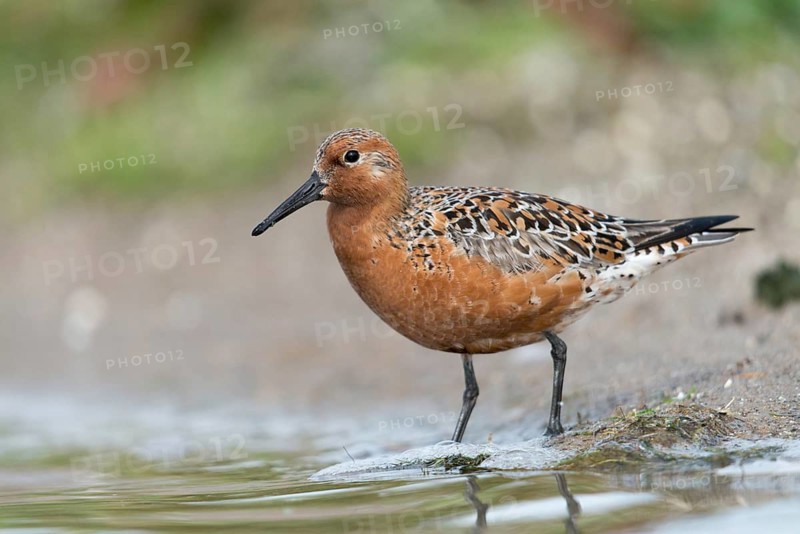 Calidris canutus, knot, knutt, coastal sandpiper, red knot, birds, breeding plumage, brood dress, charadriiformes, limikolen, magnificent dress, snipe birds, scolopacidae, birds, waders, waders, waders