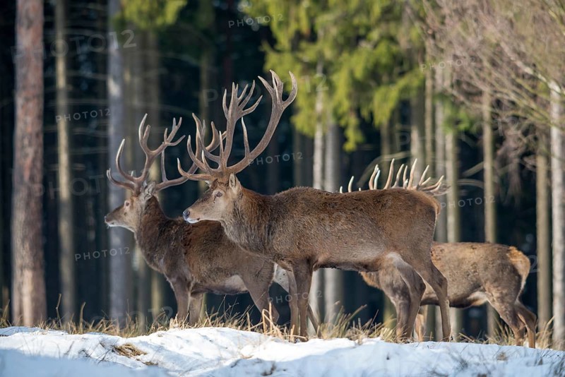 Artiodactyla, Cervus Elaphus, even-toed ungulate, cloven-hoofed, red deer, deer, deer, mammals, snow, mammals, winter