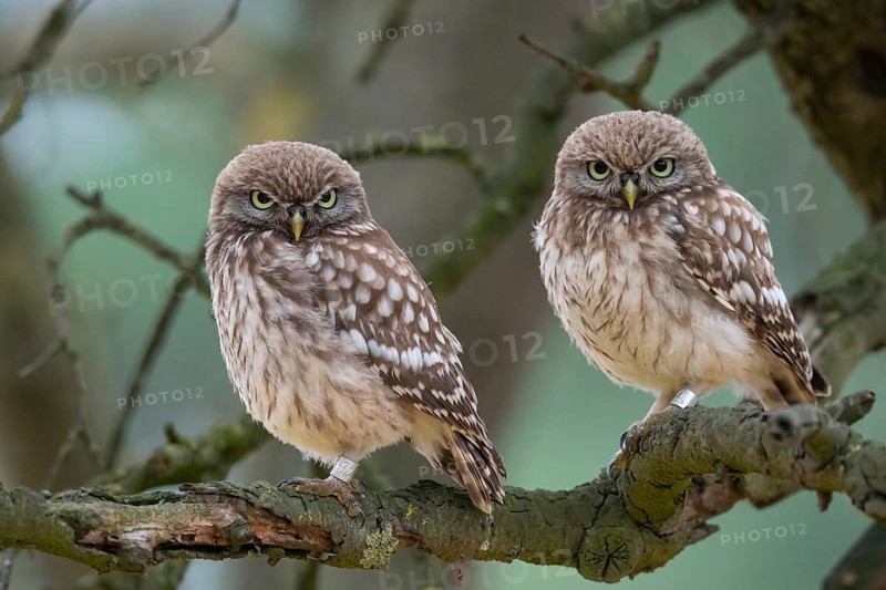 Little Owl (Athene noctua), Goldenstedt, Lower Saxony, Germany