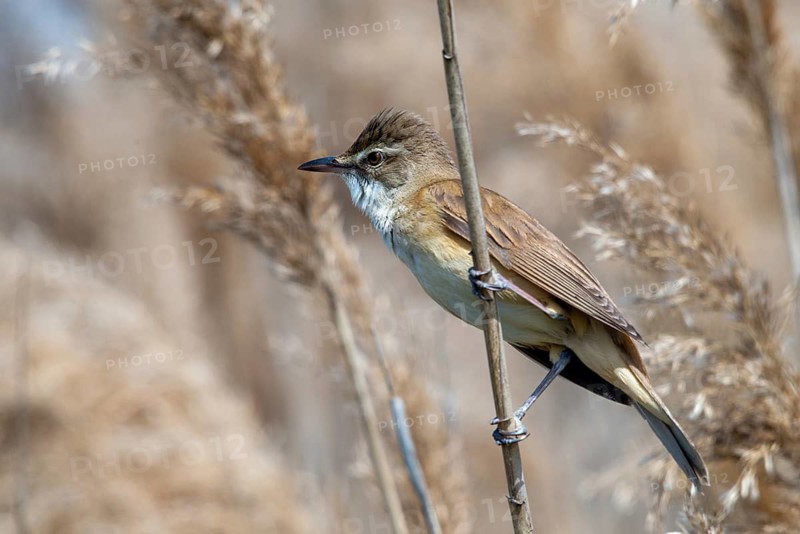 Acrocephalus Arundinaceus, Brandenburg, Germany, Reed Warbler, Nabu, Nabu Project, National Natural Heritage, Grünhaus Nature Paradise, Post-Mining Landscape, Birds, Grünhaus, Passeri, Songbirds, Birds, Warbler