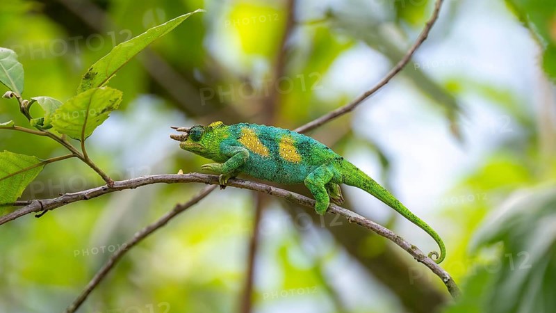 Three-horned chameleon (Trioceros jacksonii), male, between leaves on a branch, Bwindi Impenetrable Forest National Park, Uganda