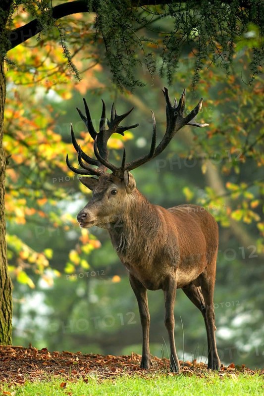 Red deer, Cervus elaphus, deer in autumn forest