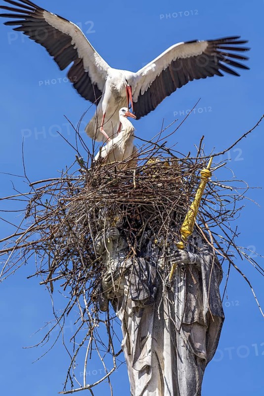 A pair of storks, white stork, common stork (Ciconia ciconia), mating in a stork's nest made of twigs, nest, perched on a statue of the Virgin Mary holding a golden sceptre, Patrona Bavariae, historic Baroque Marian column, unique, amusing, curious, attraction, blue sky, Marienplatz, Old Town, Freising, Upper Bavaria, Bavaria, Germany